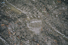 Black Bear Print