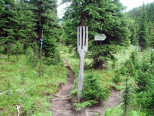 Fork in the trail