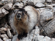 Marmot