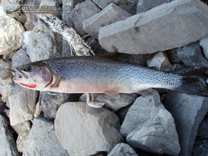 Fortress Lake Cutthroat Trout