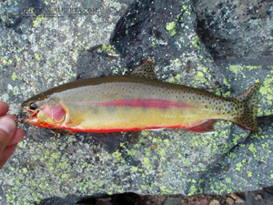 Rainy Ridge Golden Trout