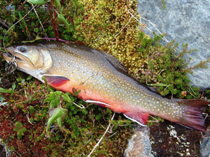 Amethyst Lakes Brook Trout