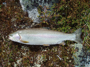 Amethyst Lakes Rainbow Trout