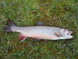 Baker Lake Brook Trout