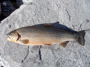 Burns Lake Cutthroat Trout