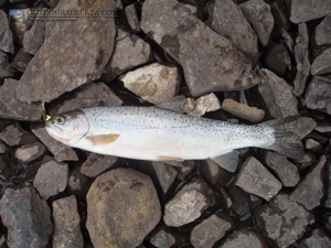 Burstall Lakes Cutthroat Trout