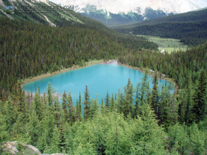 Castilleja Lake Banff National Parkl