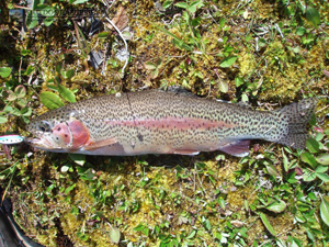 Citadel Lake Rainbow Trout