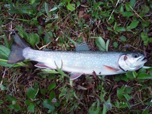 Hidden Lake Brook Trout