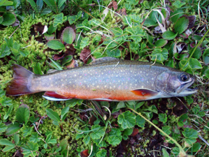 Howard Douglas Lake Brook Trout