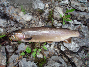 Leman Lake Cutthroat Trout