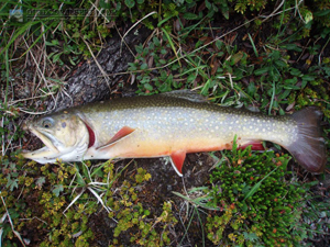 Little Baker Brook Trout