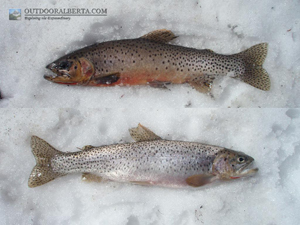 Loomis Lake Cutthroat Trout