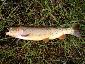 Luellen Lake Cutthroat Trout