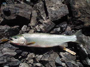 Maude Lake Cutthroat Trout