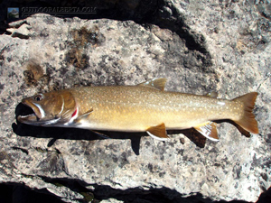 Mystic Lake Bull Trout