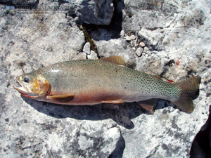 Mystic Lake Cutthroat Trout