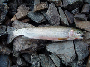 O'Brien Lake Cutthroat Trout