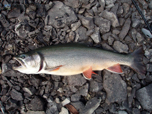 Owl Lake Brook Trout