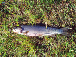 Picklejar Lakes Cutthroat Trout