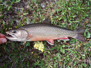 Ptarmigan Lake Brook Trout