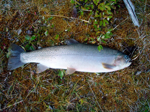 Sawback Lake Cutthroat Trout