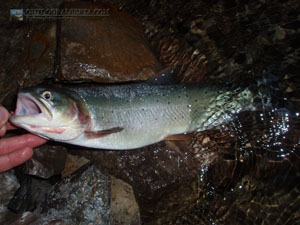 Taylor Lake Cutthroat Trout