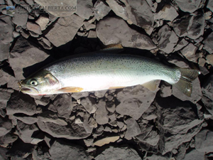 Three Isle Lake Cutthroat Trout