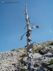 Forgetmenot Mountain Alberta